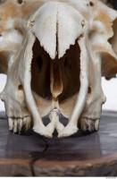 mouflon skull 0003